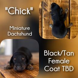 Chick - Black and tan female Dachshund puppy in London, Kentucky from Steele Half Acre Homestead