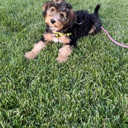 Assorted Doodle Crosses, Aussiedoodle, Bernedoodle, and Poodle Puppies from Pear Tree Prairie Doodles