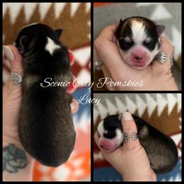 Lucy - Silver and white female Pomsky puppy in Rossville, Georgia from Scenic City Pomskies