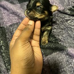 Buzz 1500 - Black and tan male Yorkshire Terrier puppy in Gastonia, North Carolina from Precious pups dynasty kennel