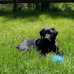 Dilute Retriever and Labrador Retriever Puppies from Royalty Retrievers