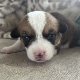 Girl 1 - Pembroke Welsh Corgi puppy from My Shepherd’s Dream Farm Corgis