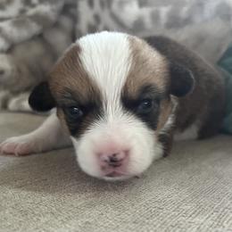 Girl 1 - Pembroke Welsh Corgi puppy from My Shepherd’s Dream Farm Corgis