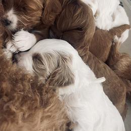Goldendoodle Puppies from Graystone Doodles