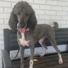 Kira - Poodle