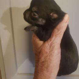 Charlie - Black and white male Chihuahua puppy in Nc, Florida from Brusseluv2