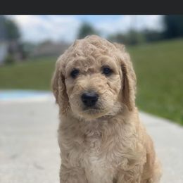 Goldendoodle and Poodle Puppies from CharleighRae Poodles and Doodles