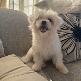 Snow - Maltese