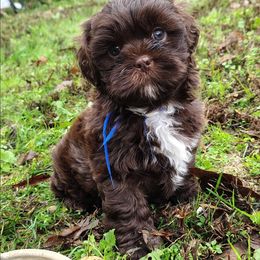 Goblin - Chocolate male Shih Tzu puppy in Memphis, Tennessee from Thorntons Fur Crew