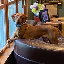 Alynn - Vizsla