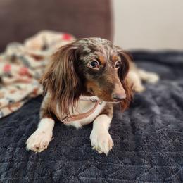 Freya - Dachshund
