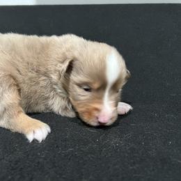 Boy 2 - Red merle male Miniature Australian Shepherd puppy in Lubbock, Texas from Reveille awesome aussies