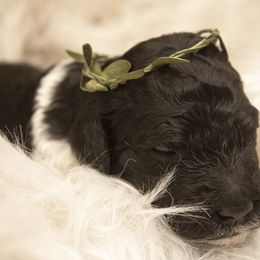 Goldendoodle Puppies from Best Doodles