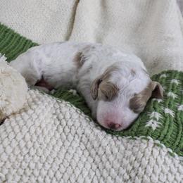 Jingle - Parti female Goldendoodle puppy in Warsaw, Ohio from Lovabledoodles