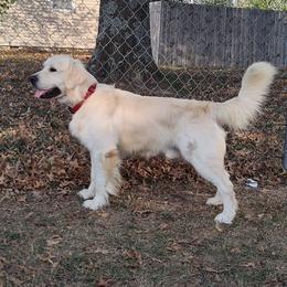 Buddy (CHIC) - Light golden male Golden Retriever puppy in Seymour, Missouri from High Road Golden Retrievers