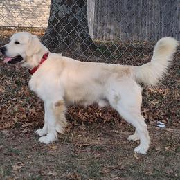 Buddy (CHIC) - Light golden male Golden Retriever puppy in Seymour, Missouri from High Road Golden Retrievers