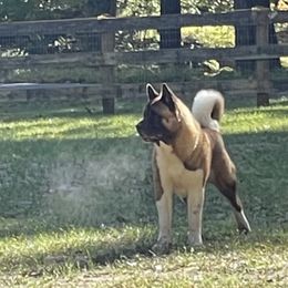 Willow - Akita