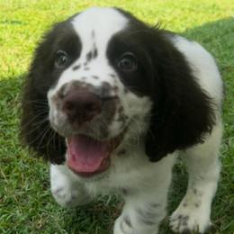Boy 4 - Liver and white male English Springer Spaniel puppy in Tabor City, North Carolina from Big Bay Kennels LLC