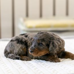 Carrot - Blue merle female Bernedoodle puppy in Eureka, Illinois from Joley Aire Family Dogs