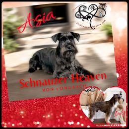 Girl 2 - Salt and pepper female Miniature Schnauzer puppy in Pelzer, South Carolina from Schnauzer Heaven Von Longbach
