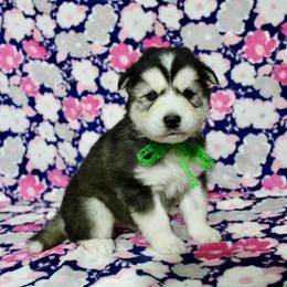 Harley - Black tan and white male Siberian Husky puppy in Lunenburg, Vermont from SNOW WOOLY HUSKY