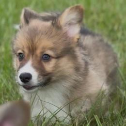 AKC Sable Fluffy triple clear - Sable male Pembroke Welsh Corgi puppy in Summerfield, Florida from Promise Land Farm