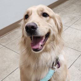 Nala - Golden Retriever