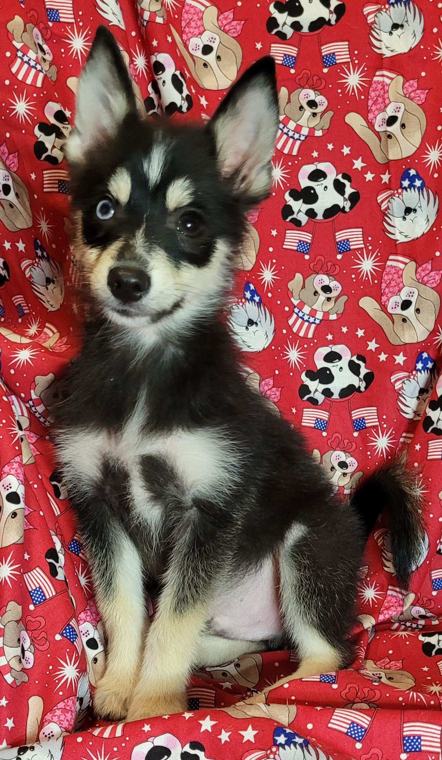 Cupid - Tri-color Pomsky puppy in Stover, Missouri from Lx2 County Line Pomskis