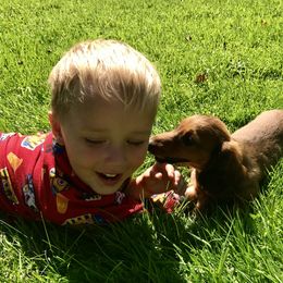 Dachshund Puppies from Hidden Haven Dachshunds