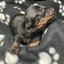 Pebbles - Black and tan female Dachshund puppy in Saint Albans, Maine from Australian Cattle Cuties and littles