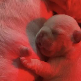 French Bulldog Puppies from Bunny Ear Family