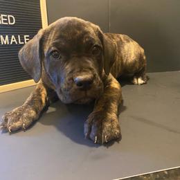 Red collar - Chestnut brindle female Cane Corso puppy in Atlanta, Georgia from Cane Corso’s of Atlanta