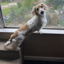Stella - Dachshund