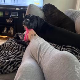 Boxer Puppies from SmashBox Kennel