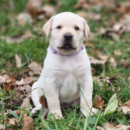 Labrador Retriever Puppies from Shooting Star Labs