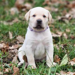 Labrador Retriever Puppies from Shooting Star Labs
