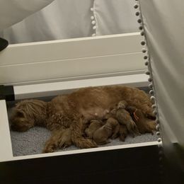 Cavapoo Puppies from Carolina Springs Breeding