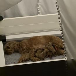 Cavapoo Puppies from Carolina Springs Breeding