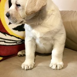 "Virgil, Jr." Labrador Retriever Puppies from Carvins Cove English Labradors