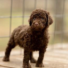Number Two - Brown female Poodle puppy in Grimsley, Tennessee from Above Standard Poodles