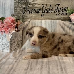 Loki - White and red merle male Border Collie puppy in Moody, Texas from Narrow Gate Farm