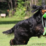 Gordon Setters and Labrador Retrievers from Fenwyck