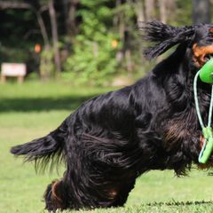 Gordon Setters and Labrador Retrievers from Fenwyck
