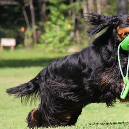 Gordon Setters and Labrador Retrievers from Fenwyck