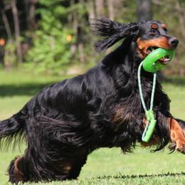 Gordon Setters and Labrador Retrievers from Fenwyck