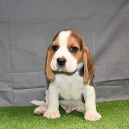 Blue collar Male - Black tan and white male Beagle puppy in Fontana, California from JLB Beagles & MBT