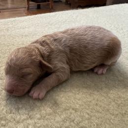 Girl 4 - female Cockapoo puppy in Sheridan, Missouri from Shepherdsfold’s Cockapoos