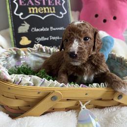 Buck (Owens) - Red  male Goldendoodle puppy in Eagleville, Tennessee from Nash Doodles