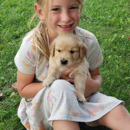 Golden Retriever Puppies from Eagle Ridge Golden Retrievers