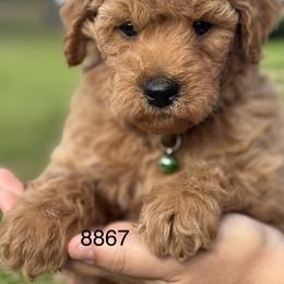 Rocky - Red  male Goldendoodle puppy in Arcadia, Florida from KnuDawn Goldendoodles
